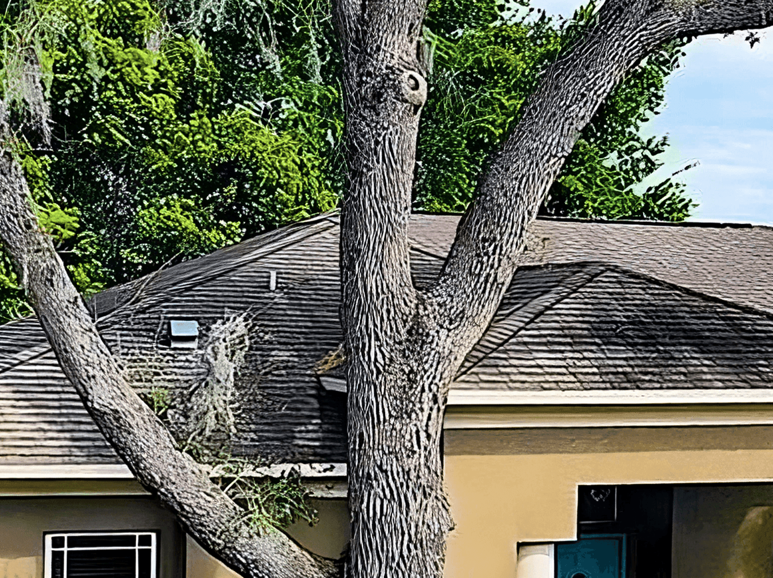 Tree Texture